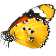 https://www.thedailydoody.com/wp-content/uploads/2019/08/butterfly.png